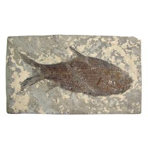 Avika High & Dry Sea Natural Creatures